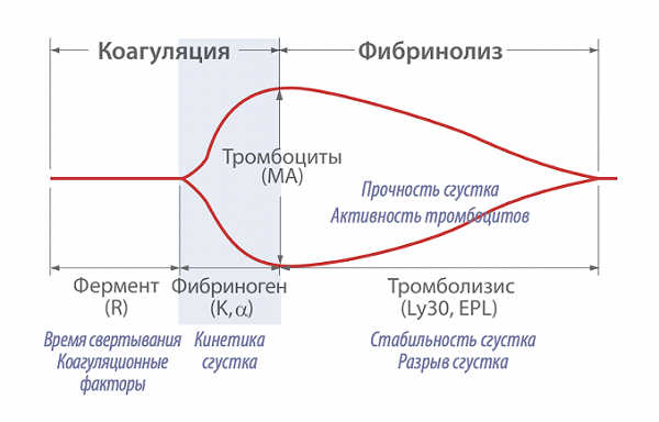 Схема тромбоеластограми