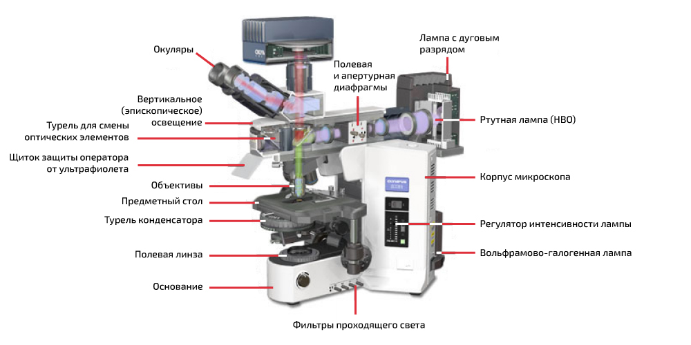 Строение флуоресцентного микроскопа