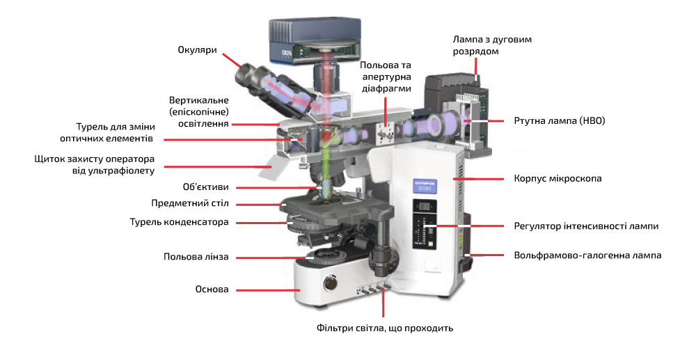 Будова флуоресцентного мікроскопа