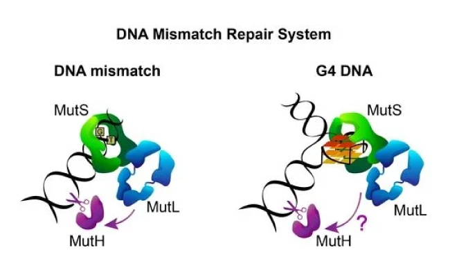 Система DNA mismatch repair