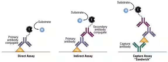 Диаграмма распространенных методов ИФА. В этом анализе интересующий антиген иммобилизуется путем прямой адсорбции на пластине или путем предварительного прикрепления антитела захвата к поверхности пластины. Затем антиген может быть обнаружен с помощью конъюгированного с ферментом первичного антитела (прямое определение) или набора немеченых первичных и конъюгированных вторичных антител (непрямое определение).