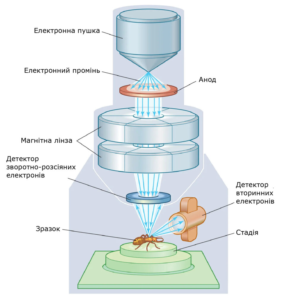 SEM/СЕМ